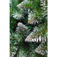 Ель Северная Снег 2,0 Метра
