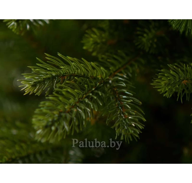 Ель Аляска Тёмная 1.5 М Ель Аляска Тёмная 1.5 М